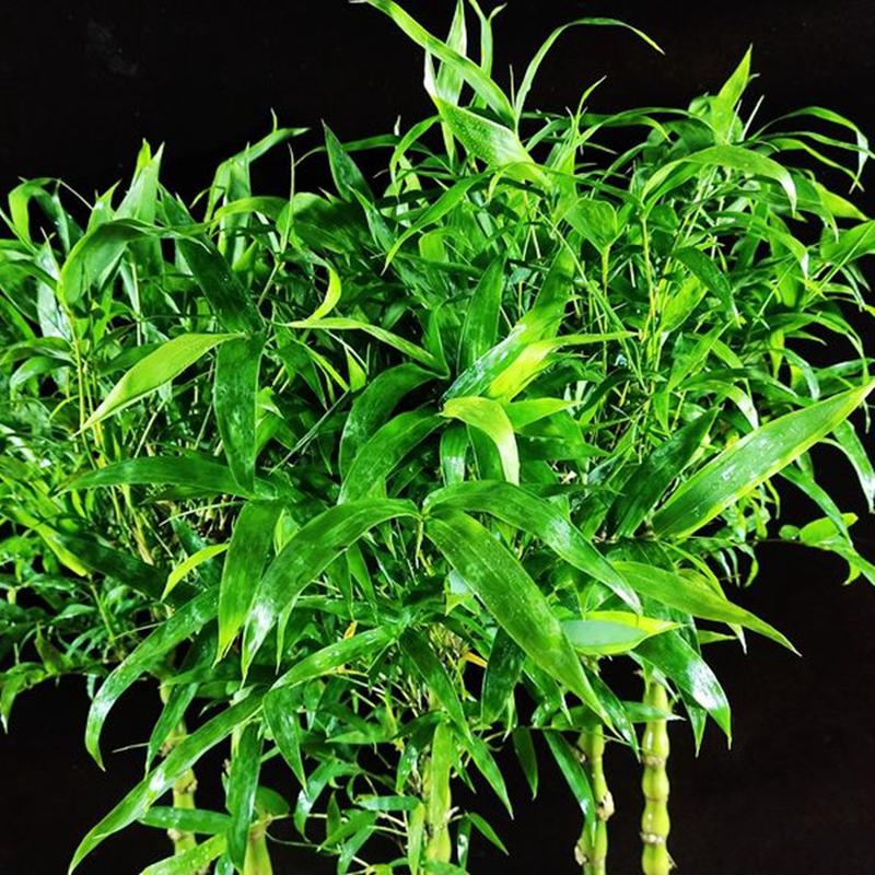 佛肚竹盆栽罗汉竹室内外庭院四季绿植葫芦竹竹子竹观赏植物好养活