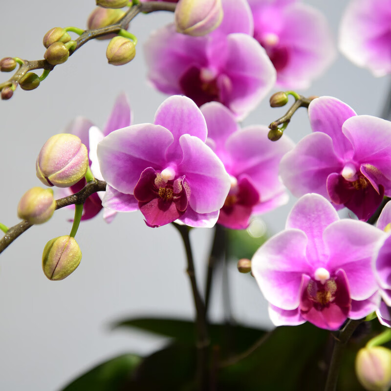 zr蝴蝶兰盆栽室内花卉盆景绿植组礼品蓝黛釉盆蝴蝶兰艺术带花苞