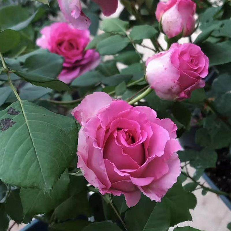 无浓香大花藤本刺月季花苗西枝牡丹四季庭院爬藤花卉无刺蔷薇盆栽