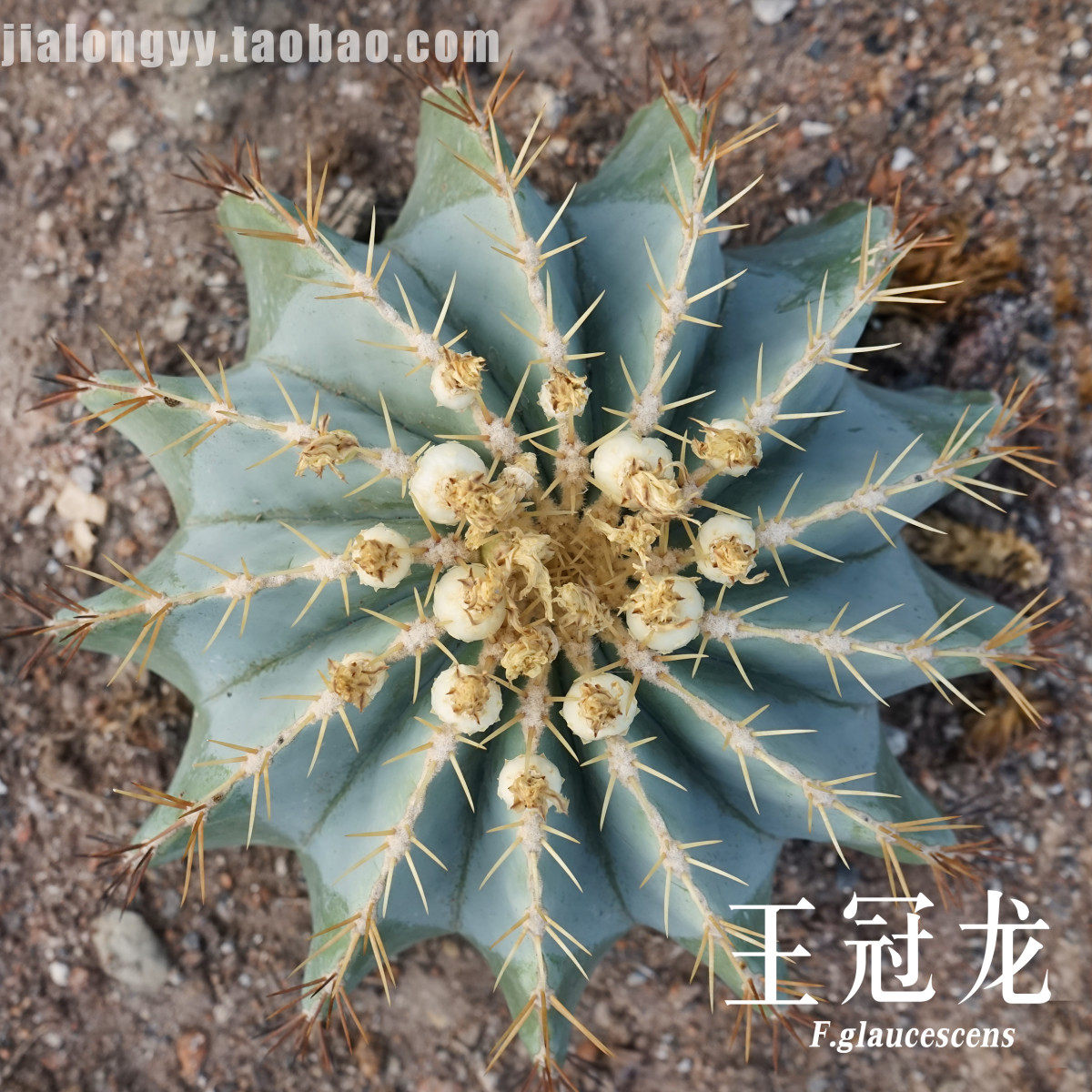 仙人球王冠龙蓝筒直发大型沙生植物造景植物花卉盆栽基地掌