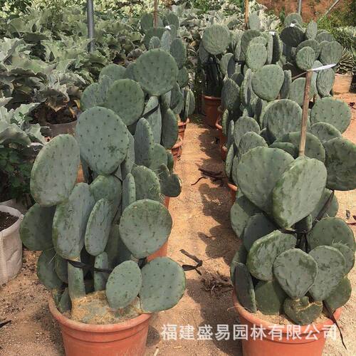 秘鲁仙人掌分叉批发多浆量群生植物天尺仙人柱沙生植物