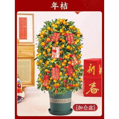 年桔带果盆栽客厅室内大型四季金桔年宵花绿植物橘子树新年朱砂橘