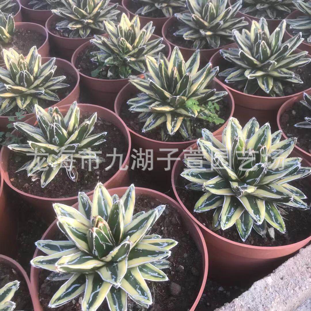 百合科圆叶辉仙人锦龙舌兰仙人球山柱盆栽多肉植物景观沙生植物