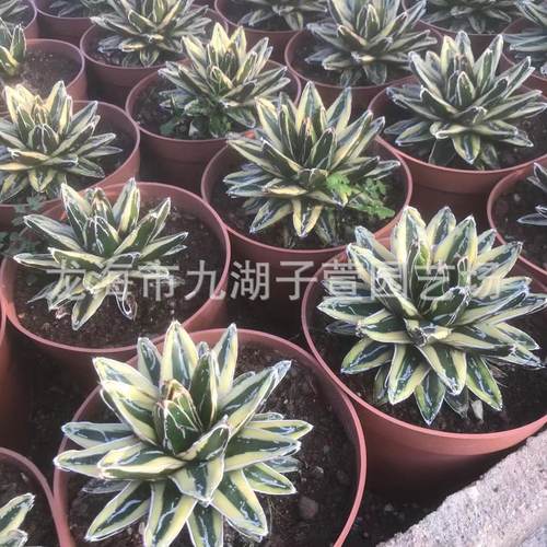 百合科圆叶辉锦山龙舌兰仙人球仙人柱盆栽多肉植物景观沙生植物