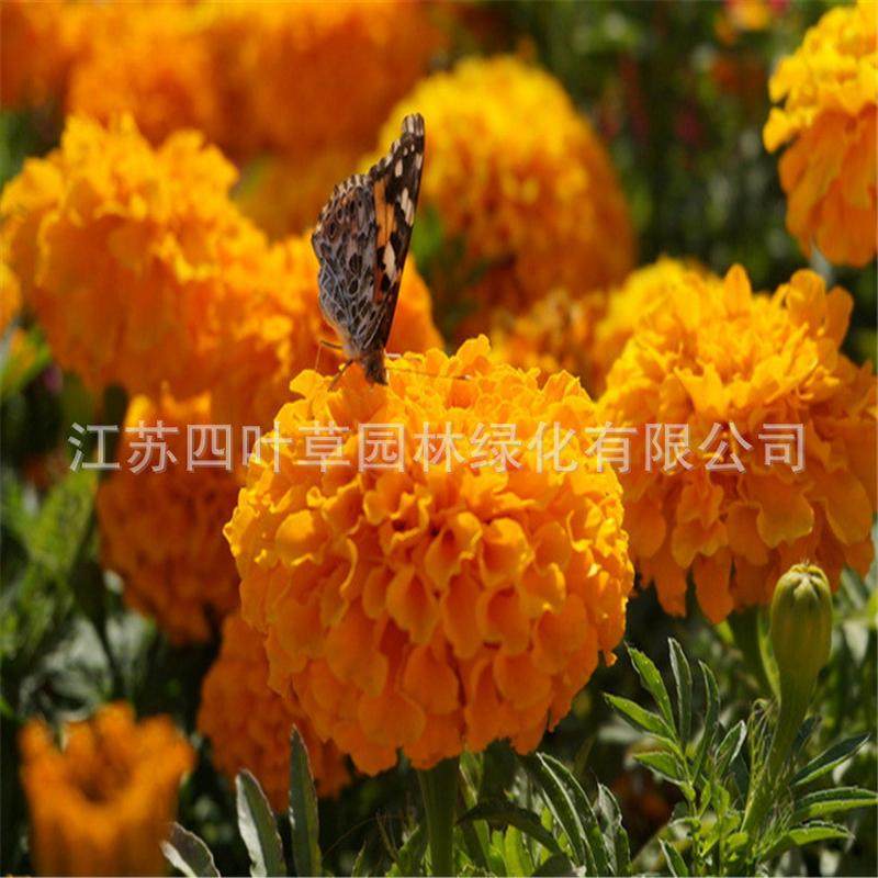四叶草花卉供应各类草花种籽优质万寿菊花籽园林种籽量大优惠