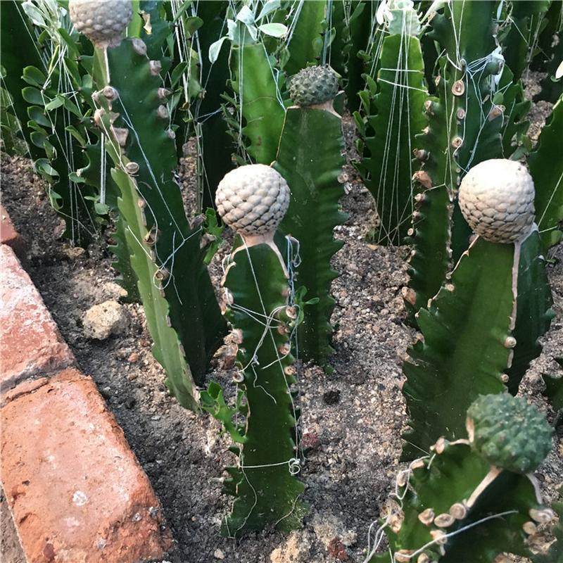 鱼鳞大戟嫁接大戟科属带巴西龙骨角嫁接群生自根仙人球