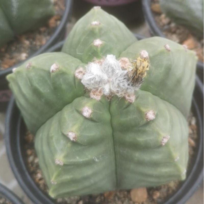 实生仙人掌鸾凤玉鸾风玉仙人球龟甲多肉植物产地直发基地批发