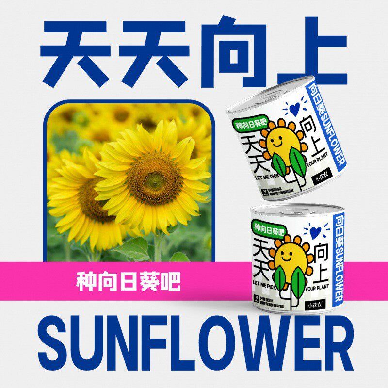 网红款祝福盆栽摆件厂家批发小花农种植绿植幼儿园小学种植盆栽
