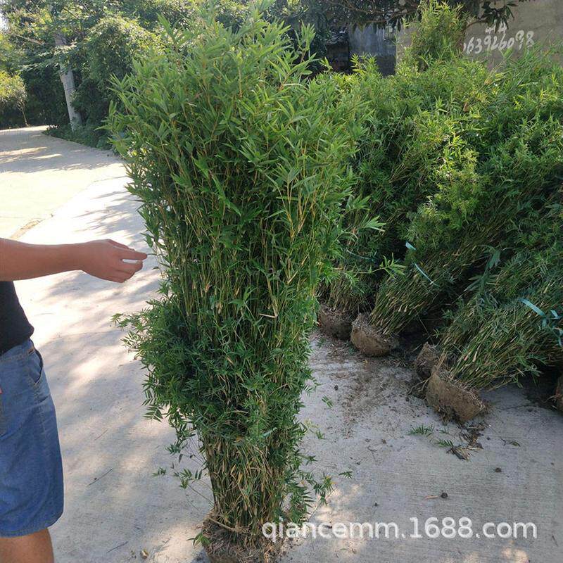 凤尾竹苗慈孝竹苗盆栽庭院花园竹子观赏竹风景竹类南北方四季常青