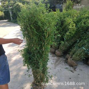 凤尾竹苗慈孝竹苗盆栽庭院花园风景观赏竹竹子竹类南北方四季常青