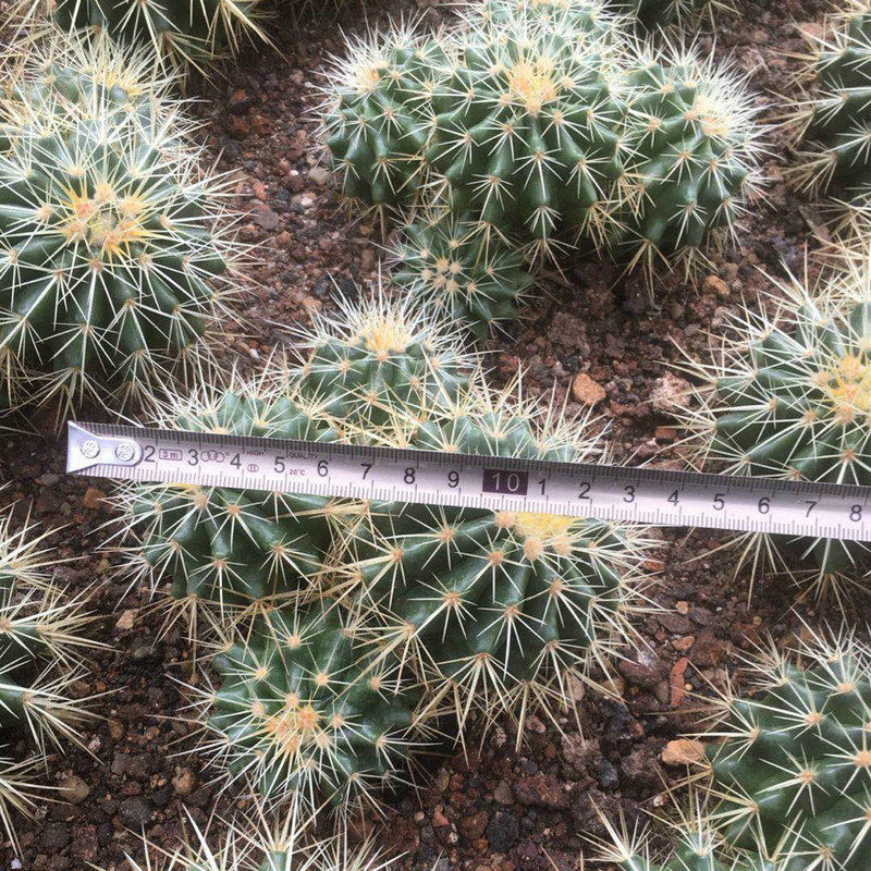 盆栽牡丹植物多头批发虎仙人球金办公室桌面多肉植物小盆栽绿植