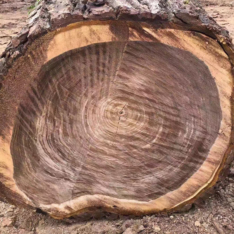 国产核桃木原木板材收购厂家代加工黑胡桃木烘干长期定制实木家具