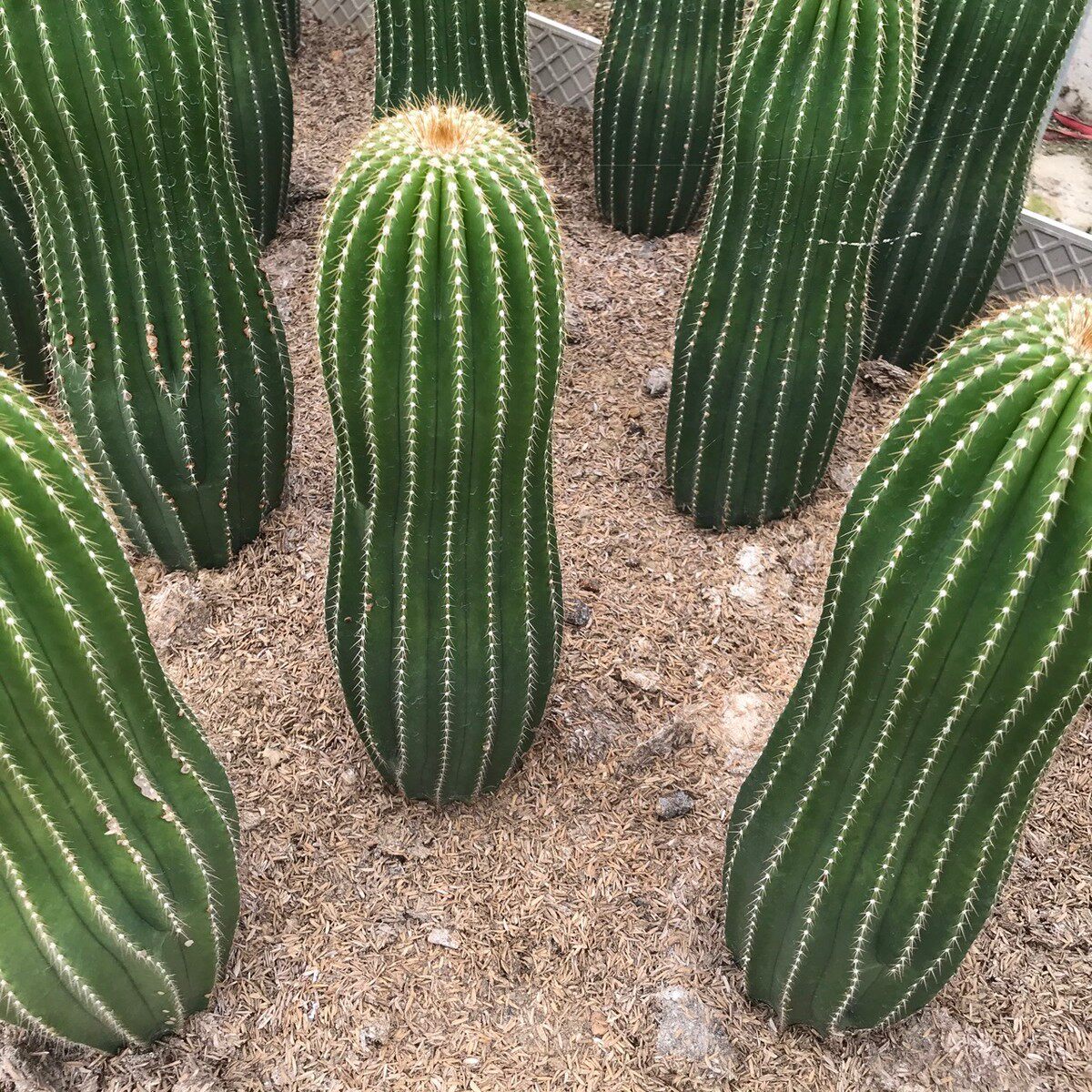 不含盆盆栽植物掌形多肉植物30-40cm大凤龙仙人柱仙人掌沙漠芦荟