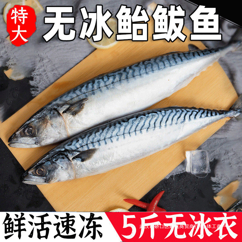 鲐鲅鱼青占小青鱼新鲜冷冻鲅鱼青花鱼马鲛鱼海鱼鱼鲅鱼燕鲭鱼鲐鱼