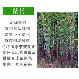 竹子苗四季青罗汉植物北方耐寒紫竹苗早园竹庭院大型毛竹户外盆栽
