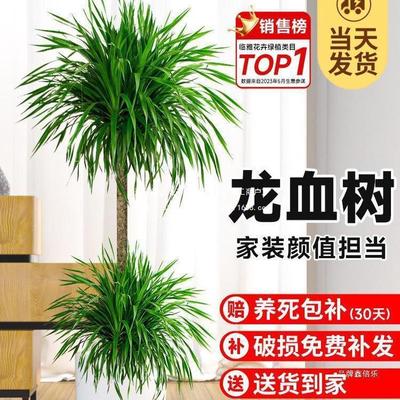 龙血树盆栽绿植室内大型客厅大盆景真花龙铁龙须树办公室落地植物