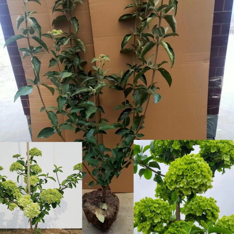 苗圃直销中华木绣球大花斗球庭院绿植花卉适合南北方种植量大价低
