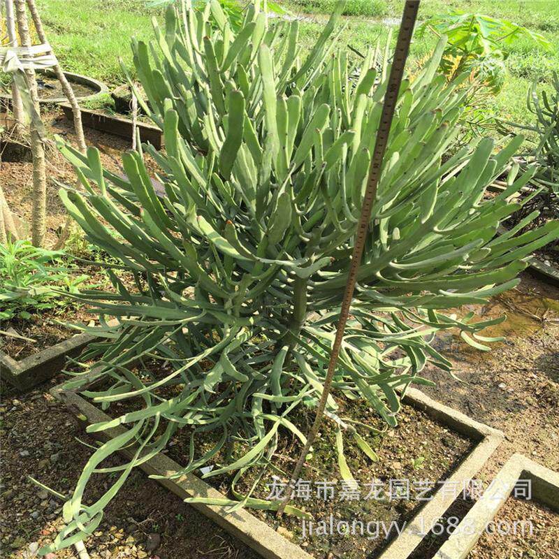 漳州叶麒麟沙生植物户外园林景观硬花卉生产基地沙生植物景观设计