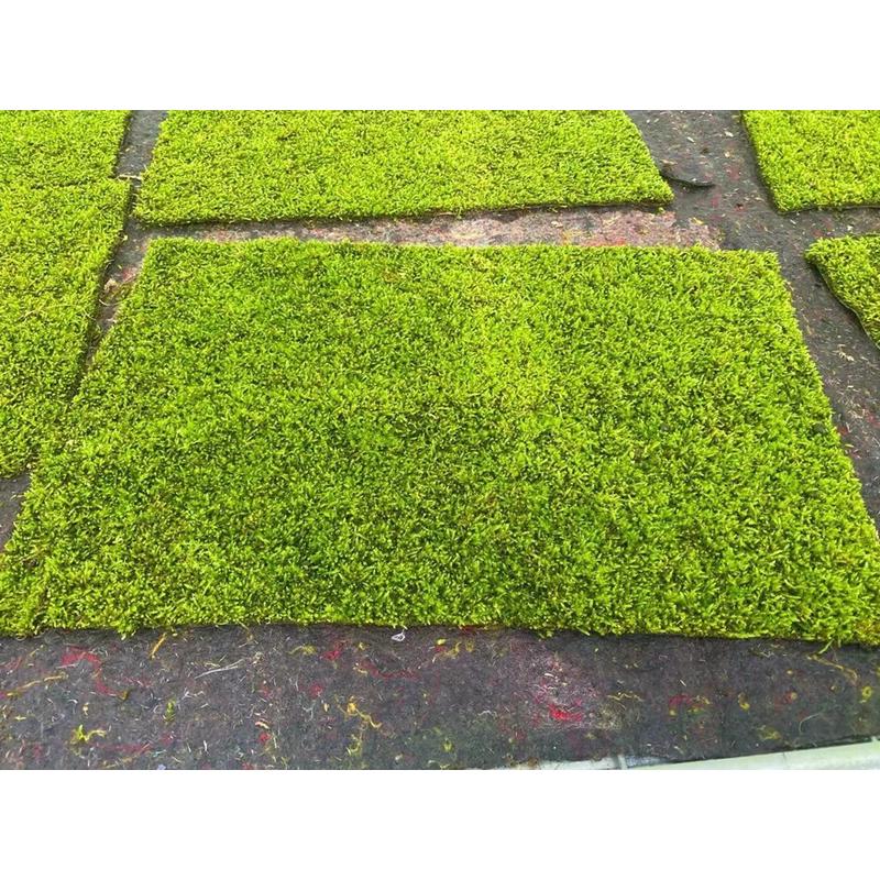 苔藓青苔成都微景观花境日式中式园林地被鲜活绿植苔藓