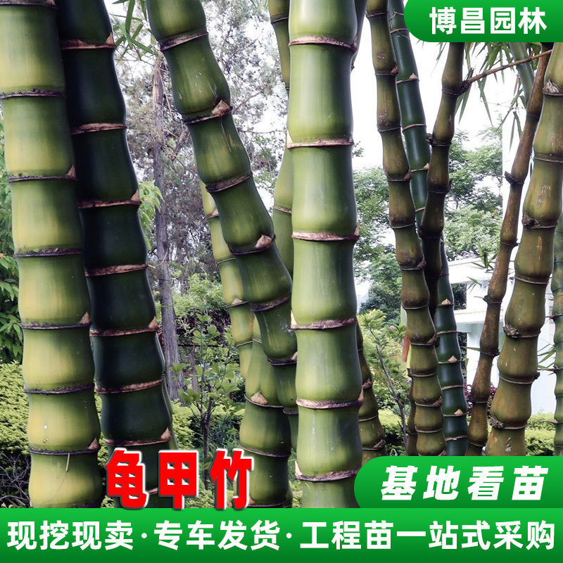 龟甲庭院苗批发园林竹子植物工程绿化竹景观龟背竹佛肚竹罗汉竹