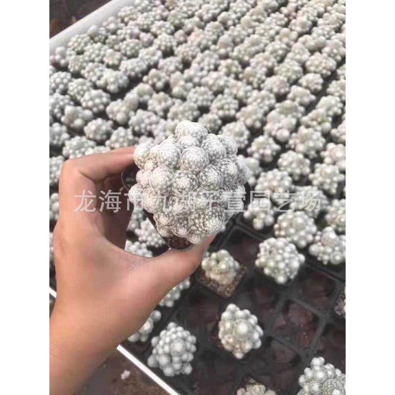 自根无刺多肉光殿3-4cm仙人球丽植物盆栽景观沙生植物基地批发,鲜花速递/花卉仿真/绿植园艺,多肉植物,淘宝优惠券,粉丝福利购,淘宝优惠卷