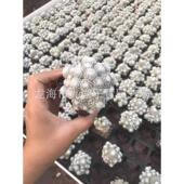植物盆栽根无刺丽光殿3 4cm仙人球多肉自景观沙生植物基地批发