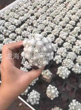 自基地无刺丽光殿3-4cm仙人球多肉植物盆栽景观沙生植物根批发