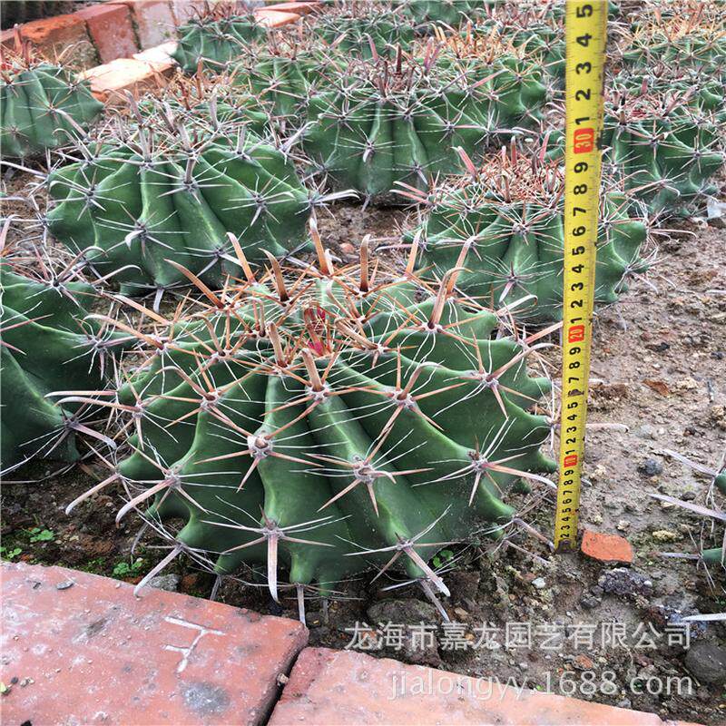 巨鹫玉仙人球植物狂刺开花植物盆栽沙漠热带景观植物厂家批发