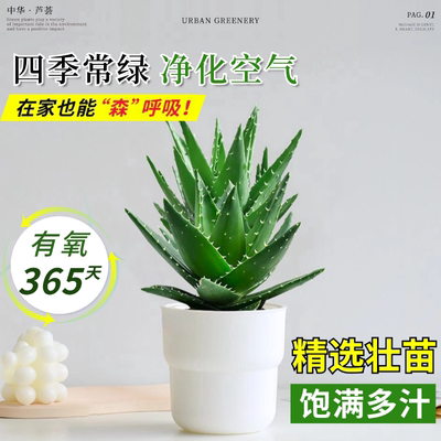 芦荟大盆栽室内花卉绿植除甲醛净化空气仙人掌多肉植物四季好养