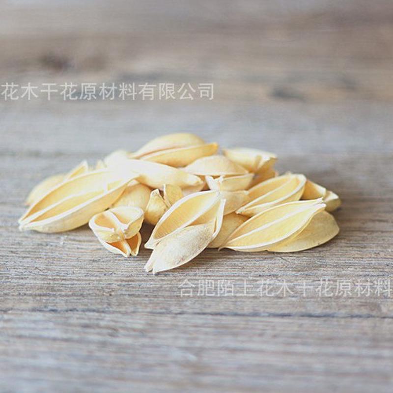 小梧桐壳天然干花原材料木莲花梧桐果桐果泡手工拈花材料批发