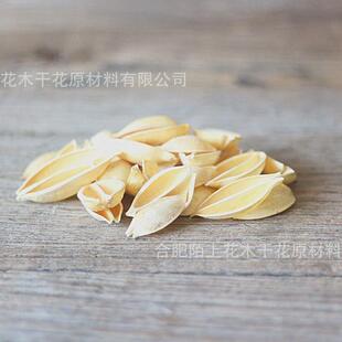 小梧桐壳天然干花原材料木莲花梧桐果泡桐果手工拈花批发材料