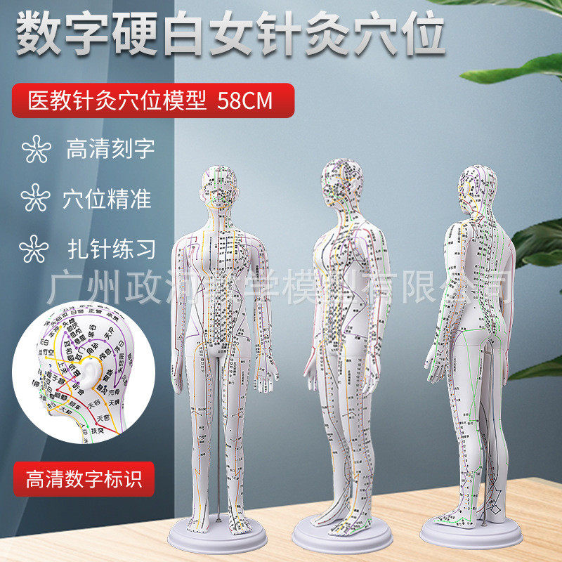 高清针灸图手臂模拟人人体模型刻字经络针灸全身穴道穴位图仿真女