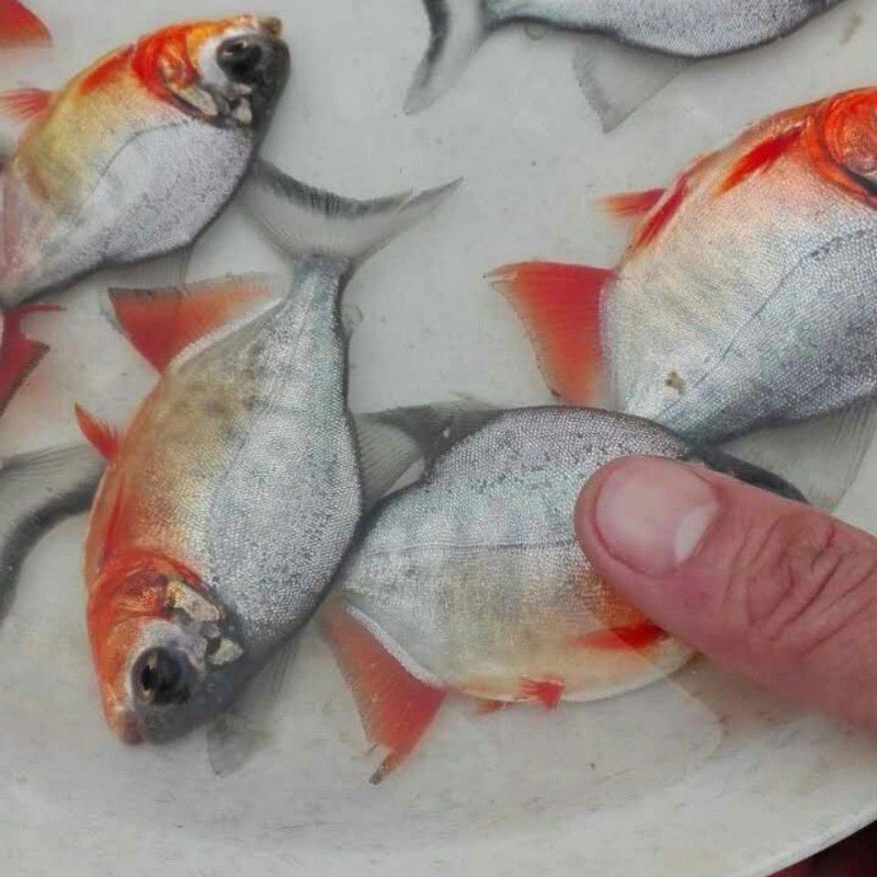 淡水白鲳鱼苗凶猛鲳鱼苗食肉鱼食饲料鱼苗观赏鱼苗红鱼苗