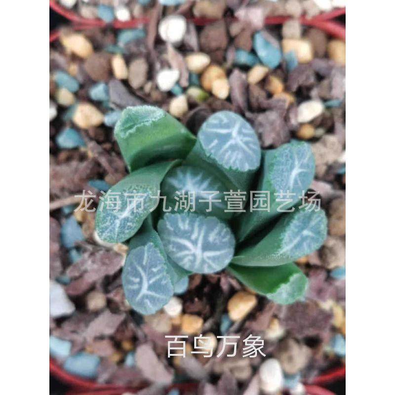 万象盆栽盆景绿色植物景观十二卷属百鸟白鸟观赏性趣味绿植栽培,鲜花速递/花卉仿真/绿植园艺,多肉植物,淘宝优惠券,粉丝福利购,淘宝优惠卷