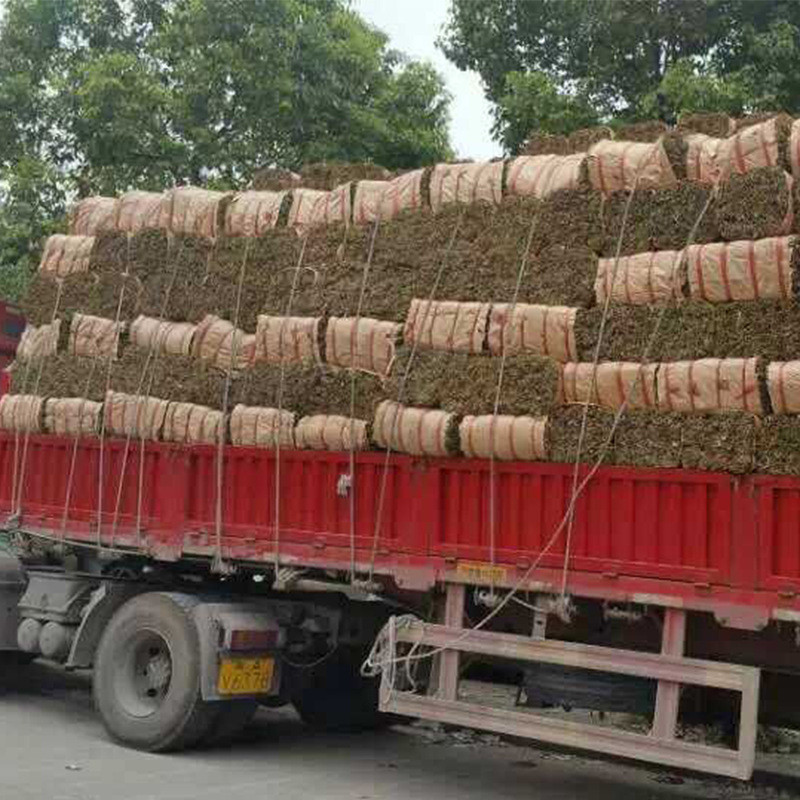 端午粽叶38-40粽叶包装粽子叶箬竹斤一件批发包粽子叶子量大从优