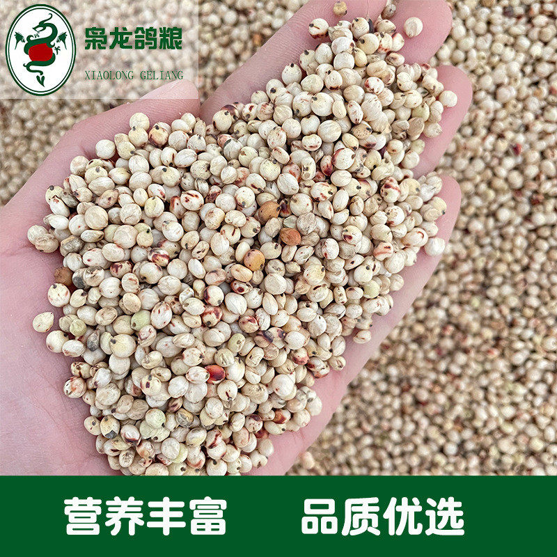 澳龙鸽粮白高粱鸽子食赛鸽信鸽观赏鸽枭粮批发50斤