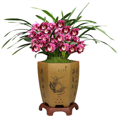 雪中花苞兰奇花彩云追月四季兰花苗浓香建好养室内外花卉盆栽名