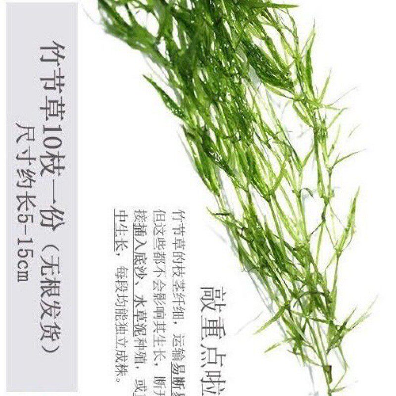竹节草鱼缸孔雀鱼活淡水体观赏鱼小型带鱼小草绿菊小鱼躲避草