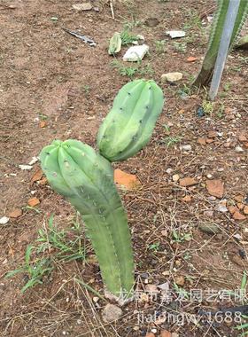 龙神木沙漠柱又称蓝爱神木多分枝柱状仙人掌景观布置仙人植物