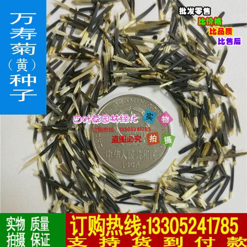 四叶草园林供应万寿菊草花种籽优质各类花籽花卉种籽量大优惠