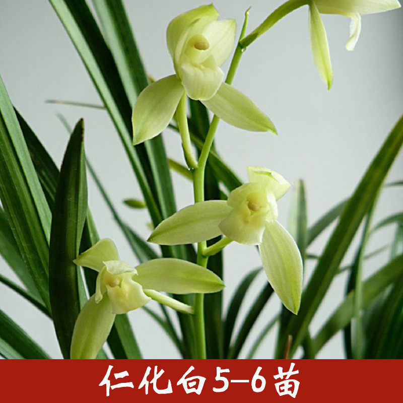 建兰朱德花卉植物名贵兰花盆栽带花苞室内素桌面绿植四季批发