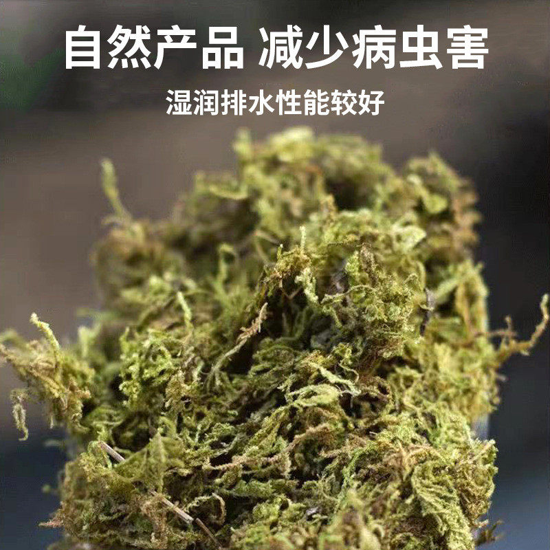 青苔蝴蝶兰苔藓宠物乌龟冬眠运输垫料干种植水苔育苗盆景造景装饰,家居饰品,仿真花/假花,淘宝优惠券,粉丝福利购,淘宝优惠卷
