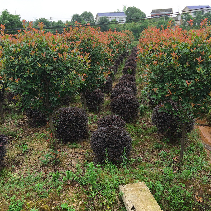 红叶基地直销各规格品种高杆苗圃石楠绿化工程苗木批发
