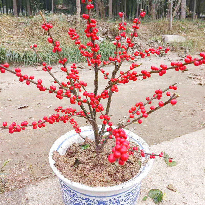 美斯特观果植物北美冬青花卉花苗盆栽地冬青红果栽盆景