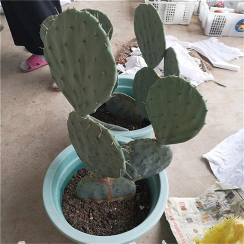 圆镜仙人掌大盆丸ins风景观盆栽沙生植物仙人掌庭院热带植物
