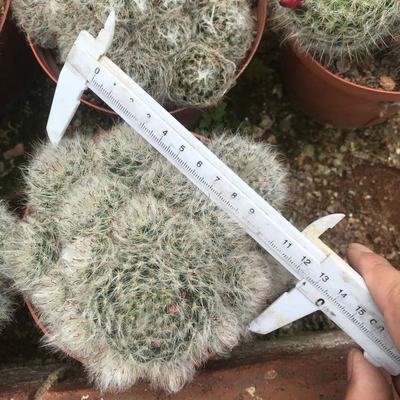 实生高砂阳台仙人球室内群小绿植基地批发