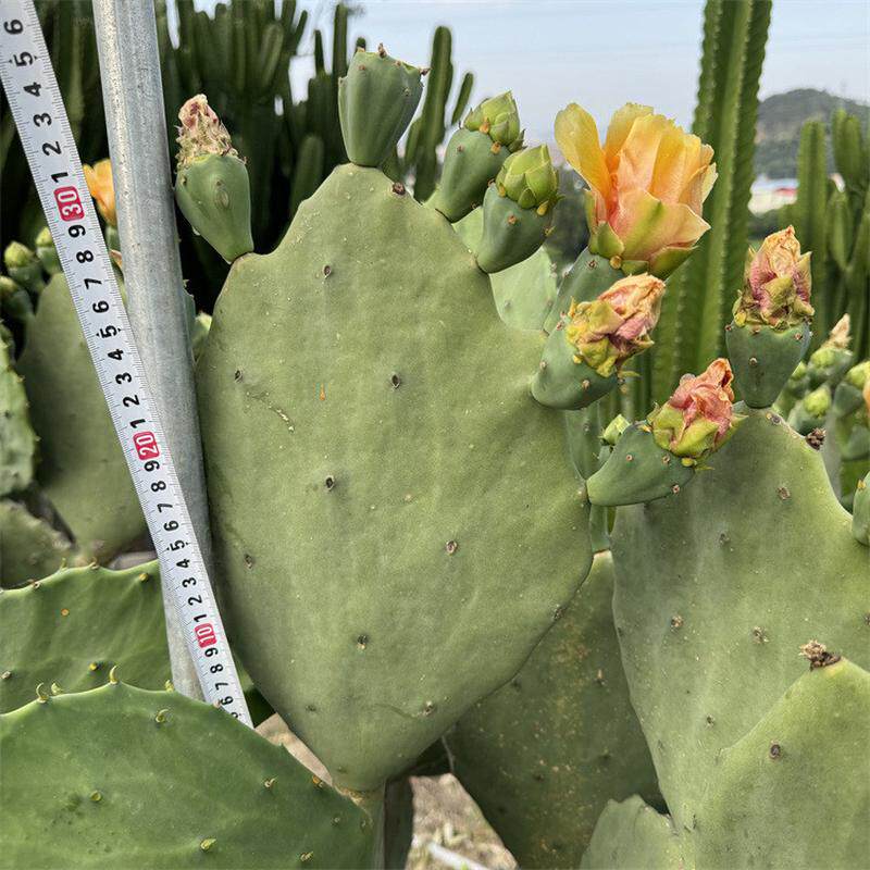 无老刺墨西哥仙人掌绿色沙漠植物多肉绿植盆栽庭院种植美化造景
