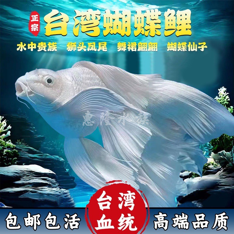 台湾蝴蝶鲤球体短体大鳍大尾贵妃好养冷水观赏鱼淡水鱼包活包邮