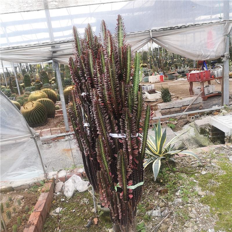 红龙骨龙骨柱群生多肉植物庭院景观仙人掌及大戟科多浆沙生植物