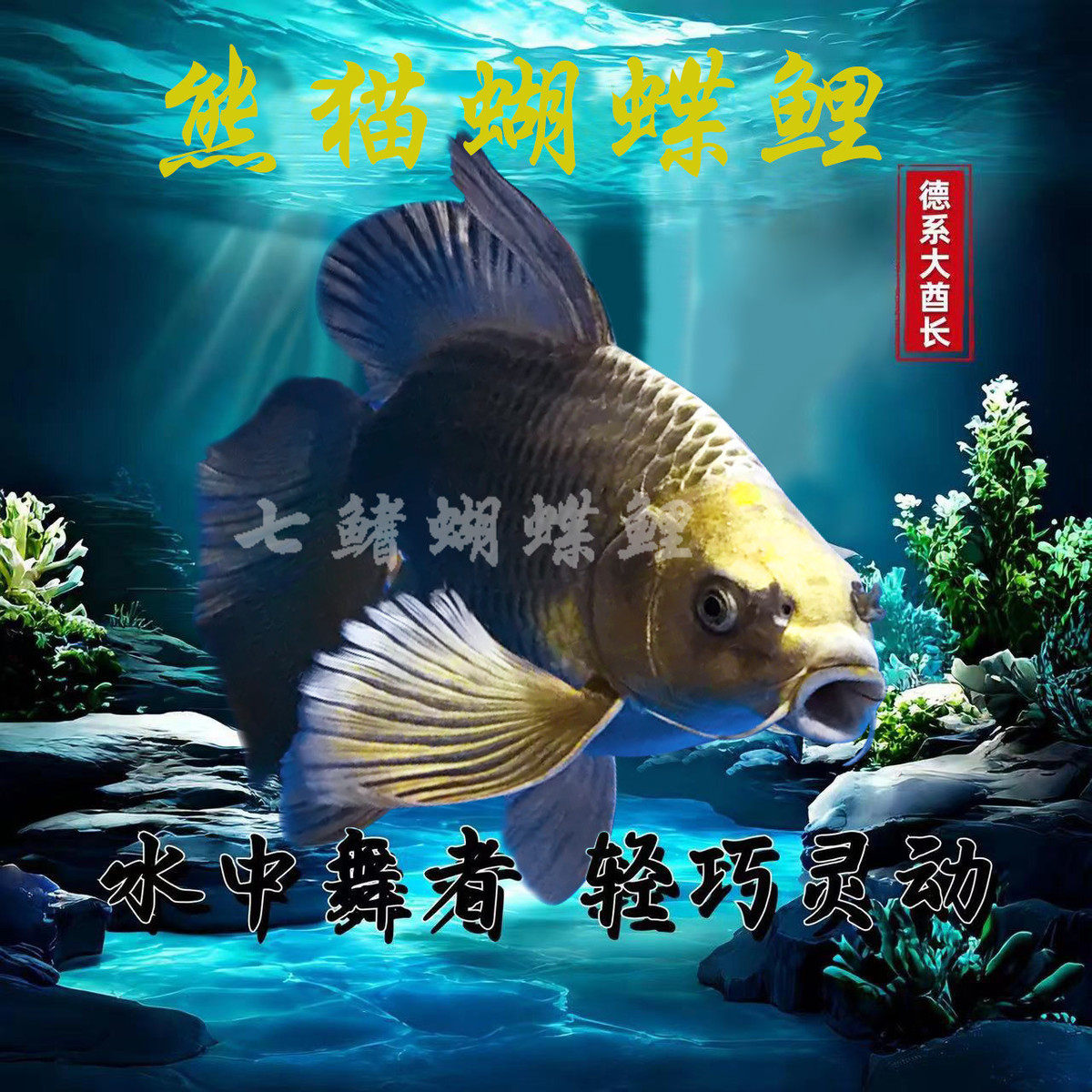 台湾狮子头贵妃纯种短身鲤鱼蝴蝶球体锦鲤耐寒淡水冷水观赏鱼苗